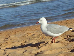 Reiseführer Bretagne